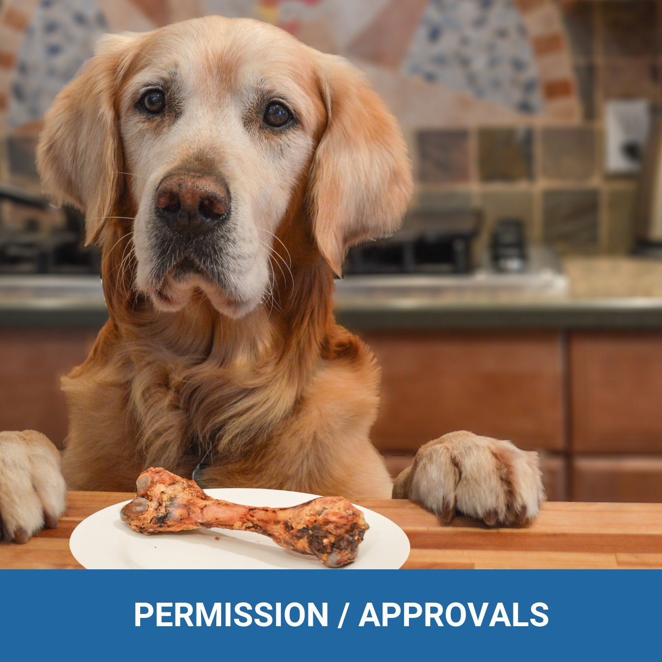 PET Agreement - It's their home too! Expectations and responsibilities - (4 pages) - plus a bonus
